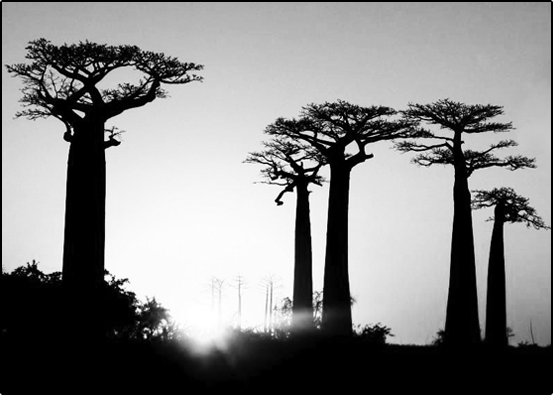 10: Baobabs