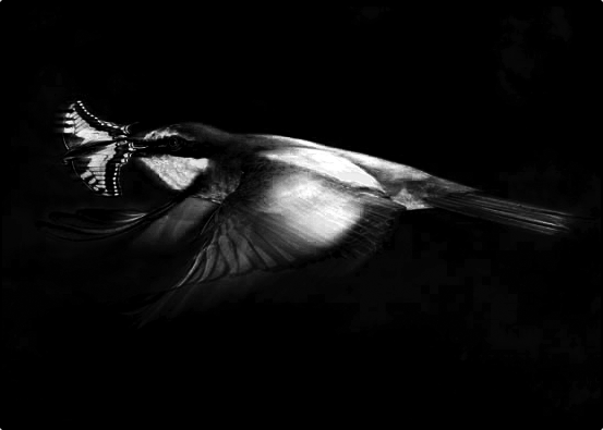 12: Butterfly