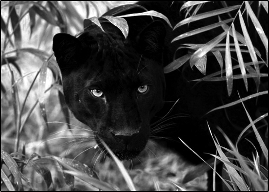 13: Panther